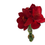 25" Decorative Full Bloom Velvet Amaryllis